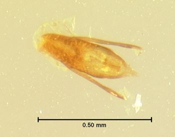Media type: image;   Entomology 6378 Aspect: genitalia